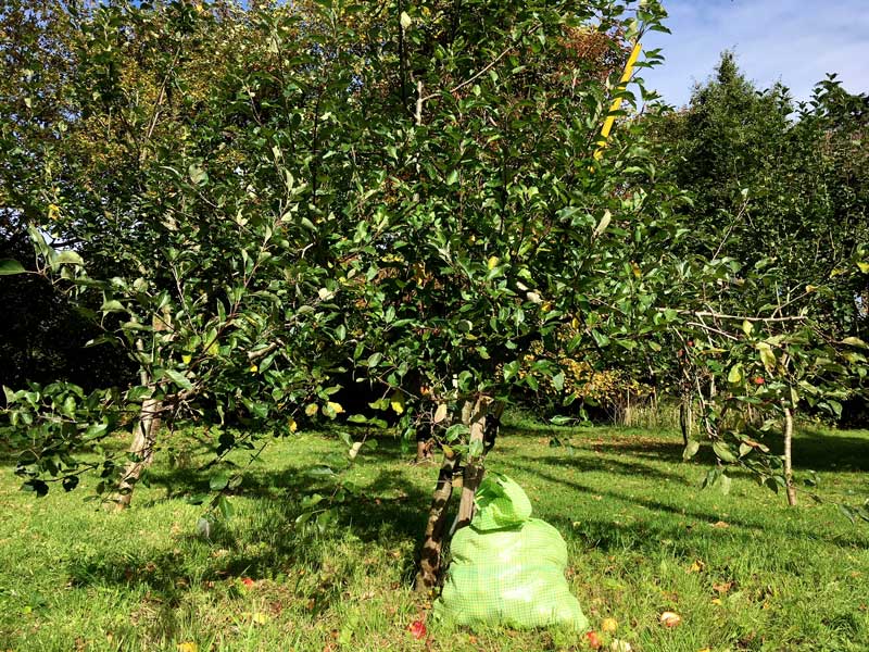 Apple tree after picking