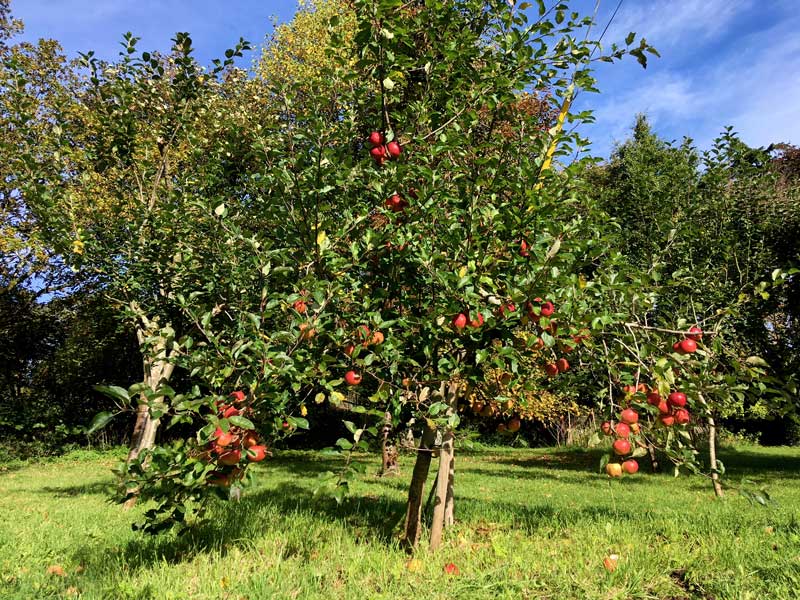 Apple tree laden with fruit