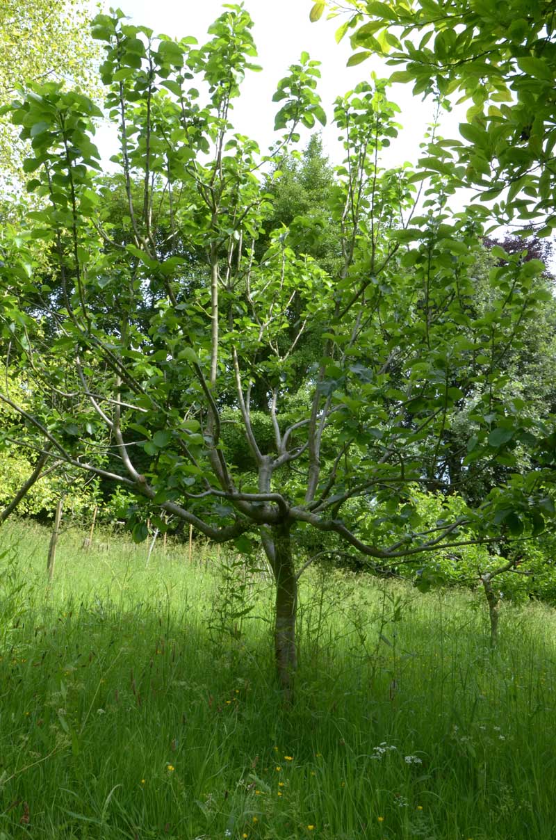 Apple tree in it's first summer after restorative pruning