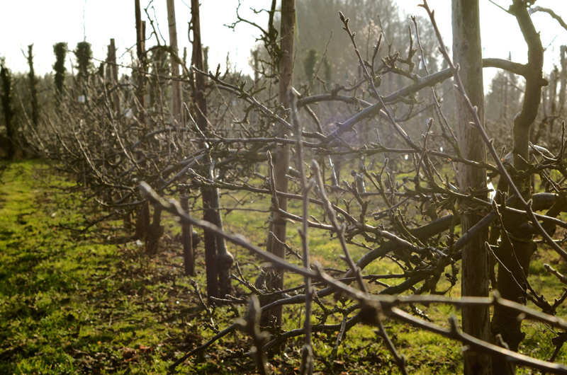 Brogdale Fruit Collection