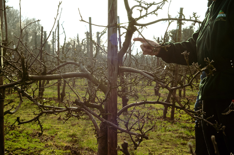 Brogdale Fruit Collection
