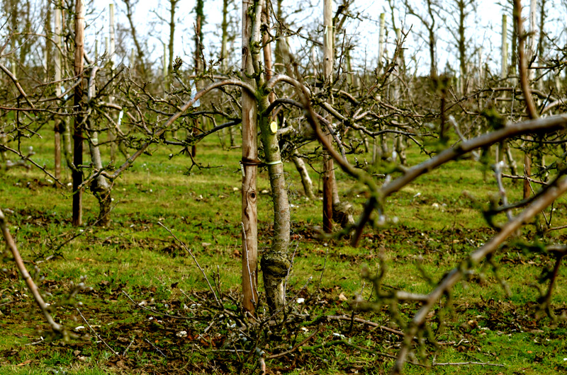 Brogdale Fruit Collection