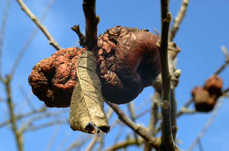 Decaying crab apple