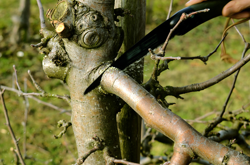 Pruning fruit trees at Brogdale