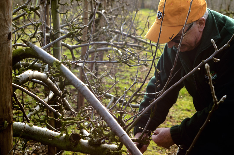John Easton shows us how tro cut with secateurs