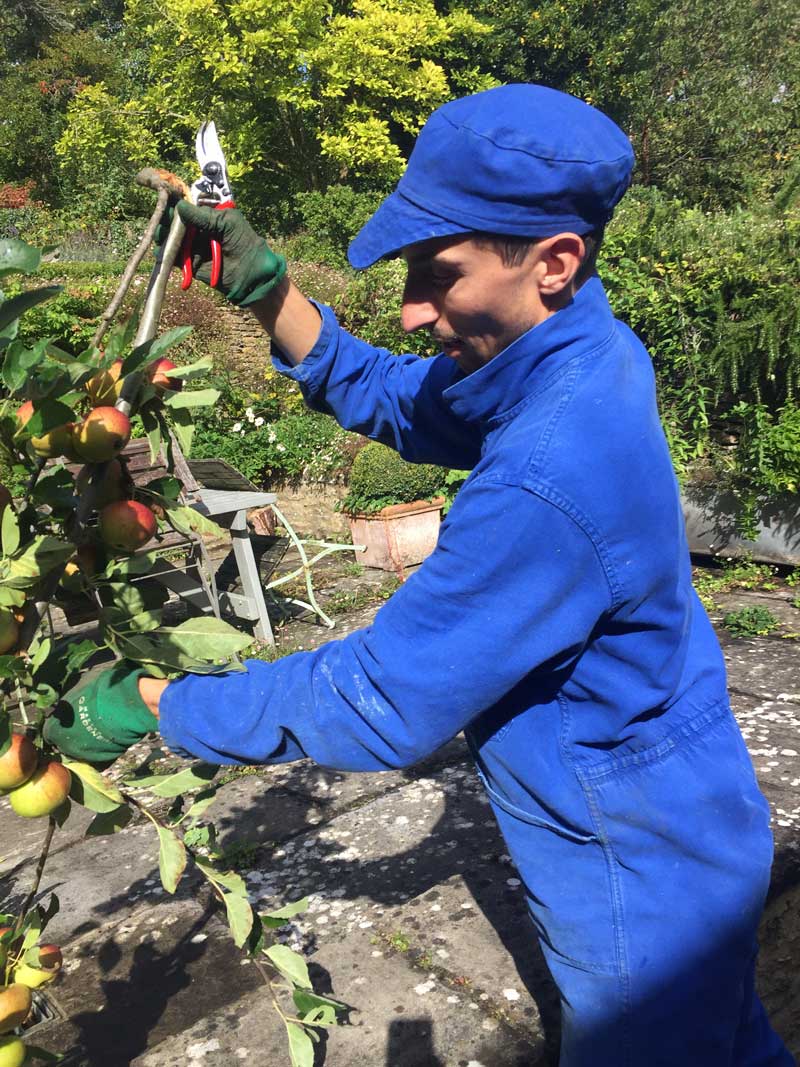 Branches laden with apples are prone to breaking