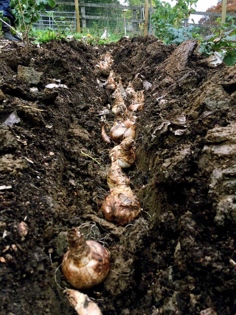 Planting tulip bulbs in the plantation