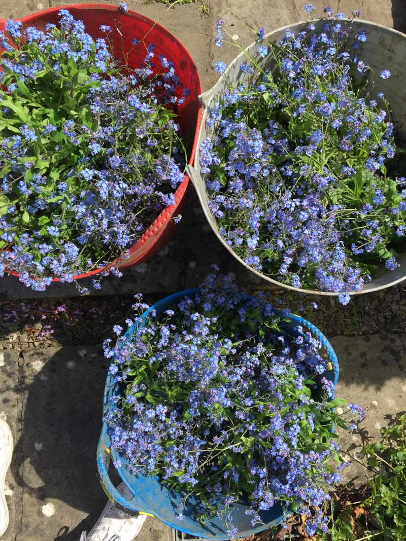 Planting out forget me nots between the fruit canes