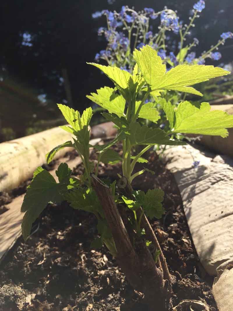 Planting out forget me nots between the fruit canes