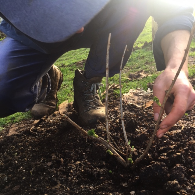 Charles planting a row of rootstock