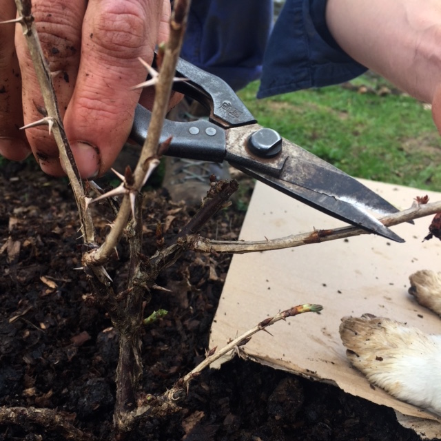 Charles planting a row of rootstock