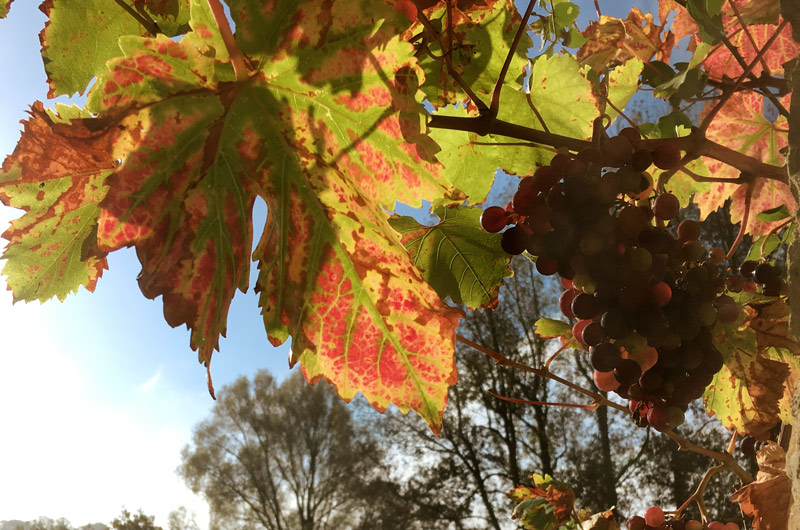 Somerset Vines