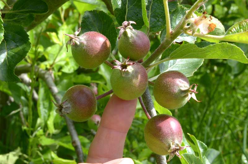 Be sure to remove the centre 'king' fruit to make room for others to grow