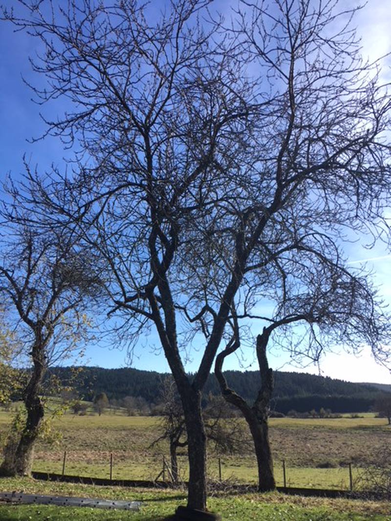 Apple tree after picking