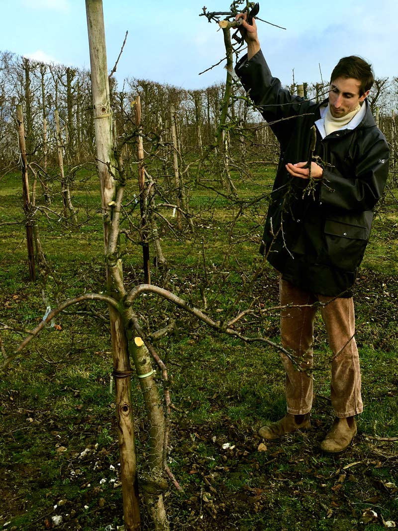 Brogdale Fruit Collection