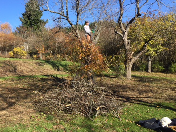 Apple tree after picking
