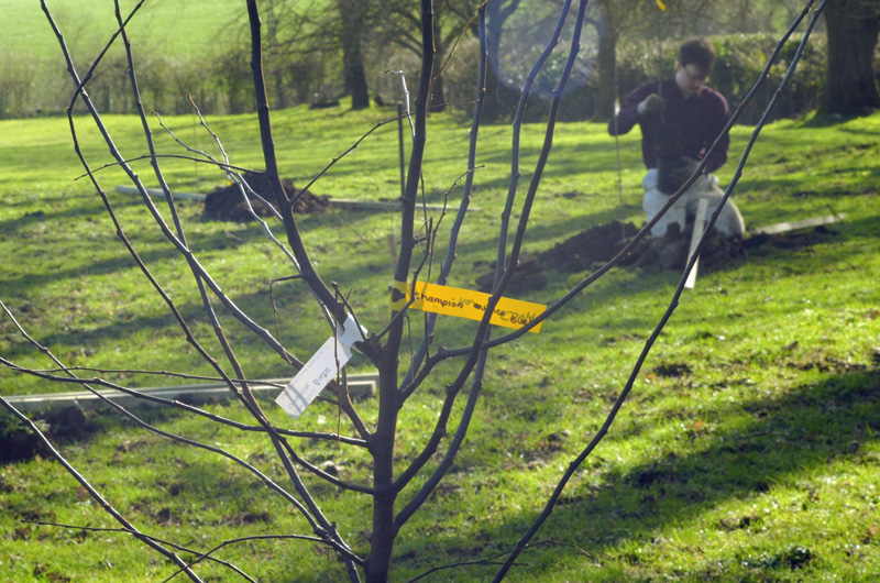 Charles planting a row of rootstock