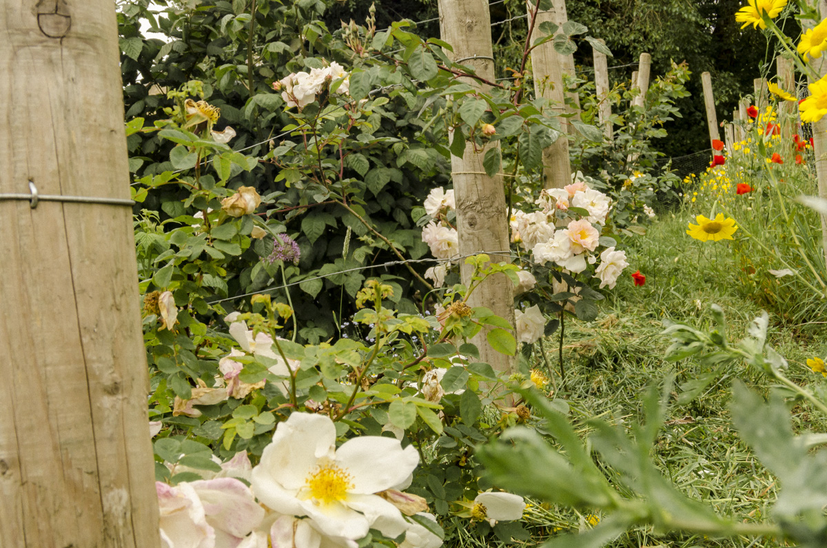 New roses planted