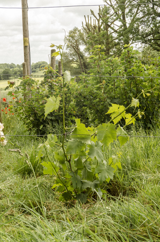 Apple tree after picking