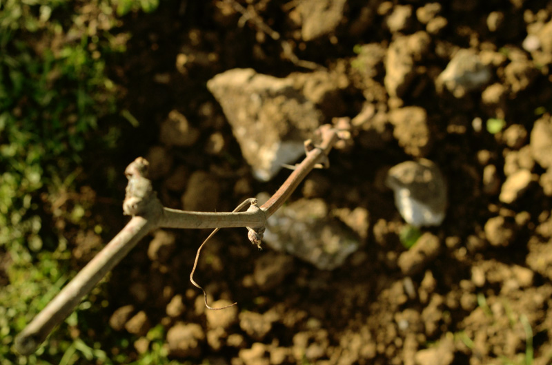 Our vines