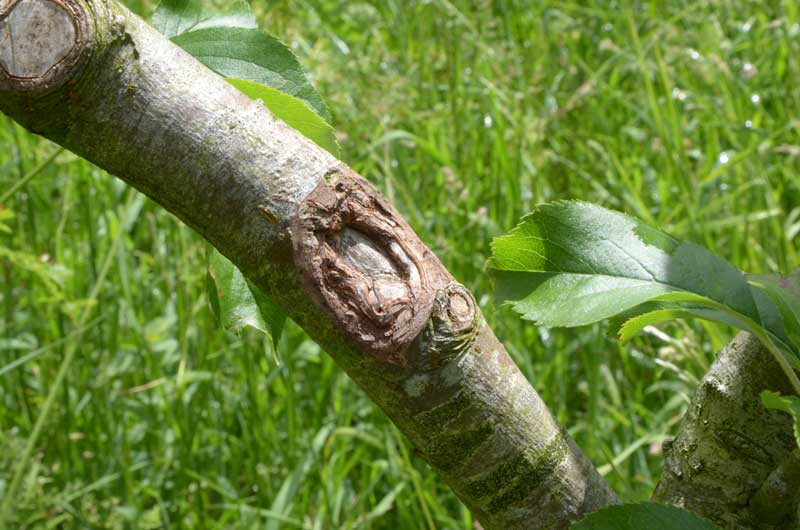 A wound on an apple tree branch healing up
