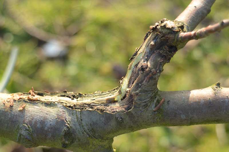 A wound on an apple tree branch healing up