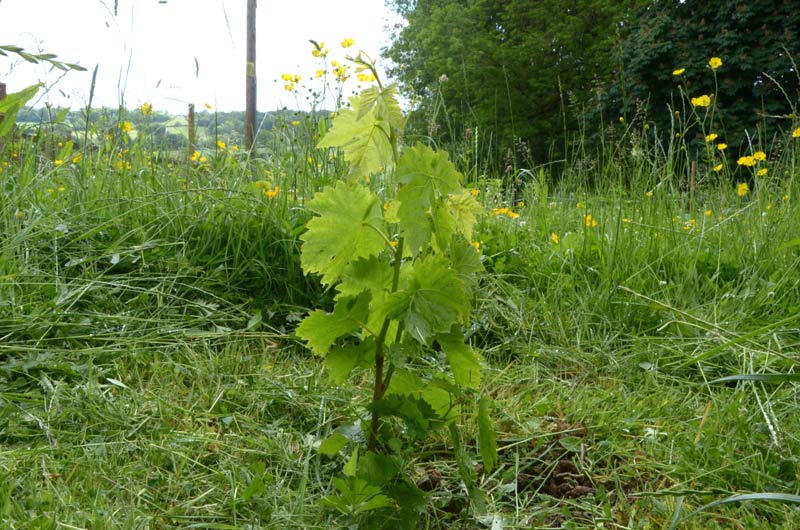 A young Brandt grape vine
