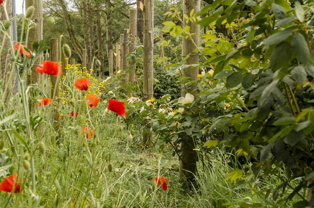 DIVERSE PLANTING & POLLINATION