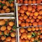 Fresh Tarocco and Seville Oranges