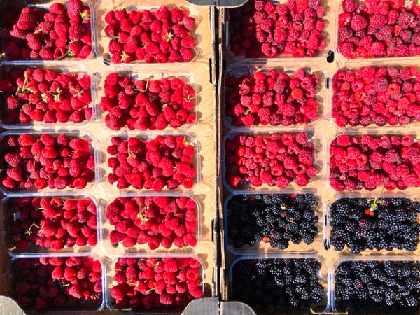 Berries harvested from our Somerset fruit plantation