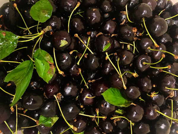 cherries straight from the tree with their leaves and stalks