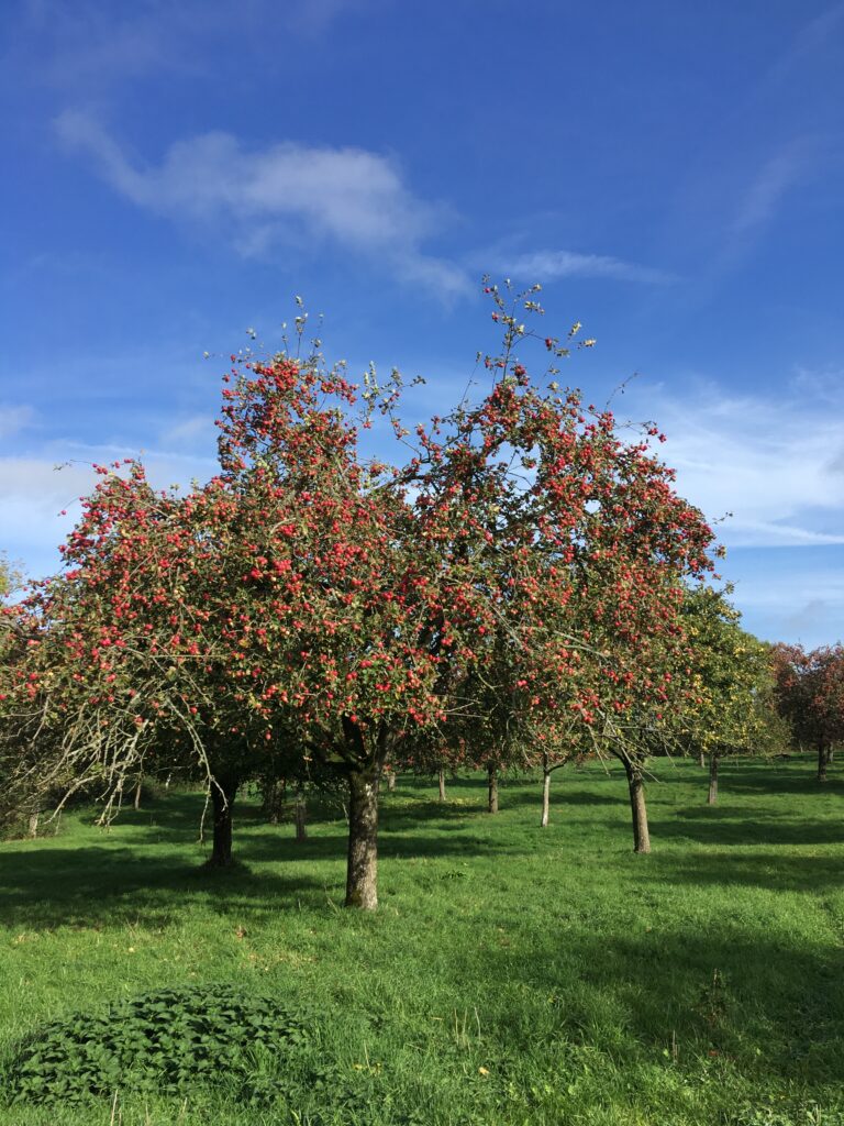 The new orchard at Woolston