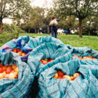 Fruit in sacks