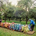 Apples bedded-in