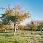 Winter frost in the Woolston Orchard