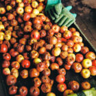 sorting over ripe fruit