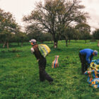 dropping off sacks at the apple clamp